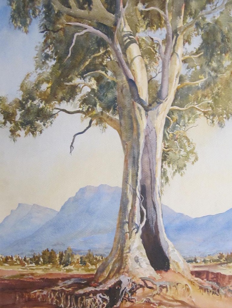 The Cazneaux Tree | Adelaide Bushwalkers